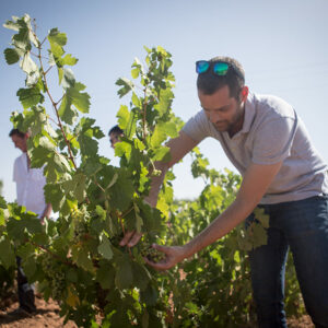 Albert Costa observing a vine in the are of Meknès, Morocco