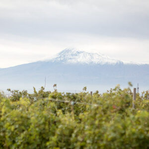 Mount Ararat and new vineyards