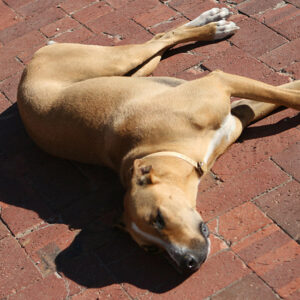 Resting hound at a Stellenbosch winery