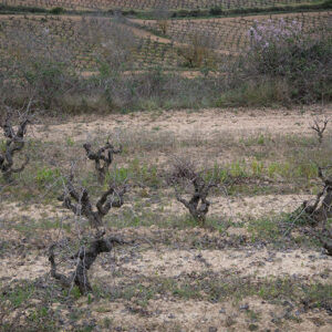 Their dormant vineyards in Garraf