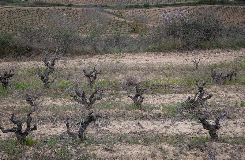 Their dormant vineyards in Garraf