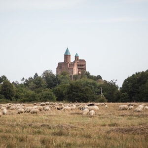 Gremi Castle and well, sheep