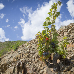 Old vines in the Mas de la Rosa vineyard