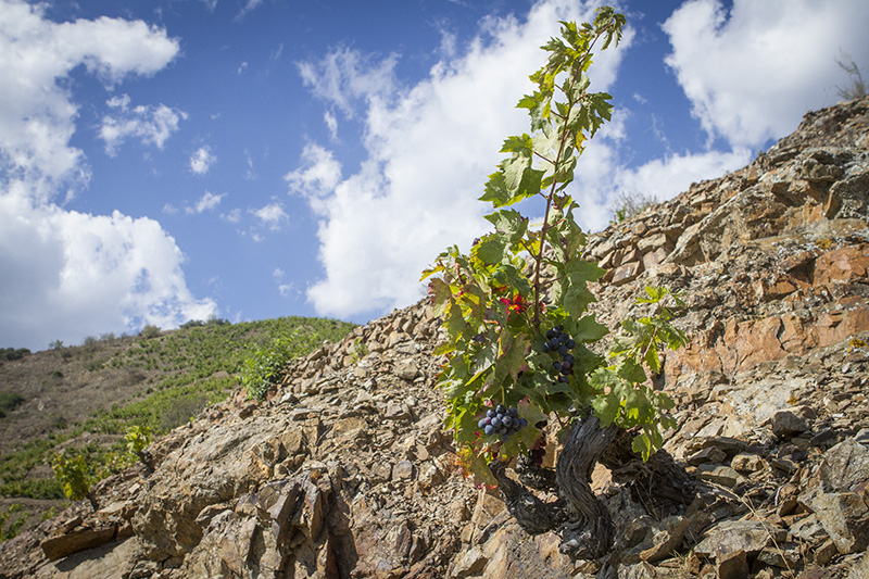 Old vines in the Mas de la Rosa vineyard