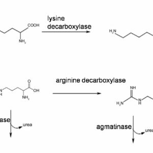 Image from Researchgate.net