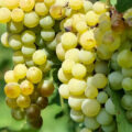 Shesh i Bardhë grapes by Flori Uka