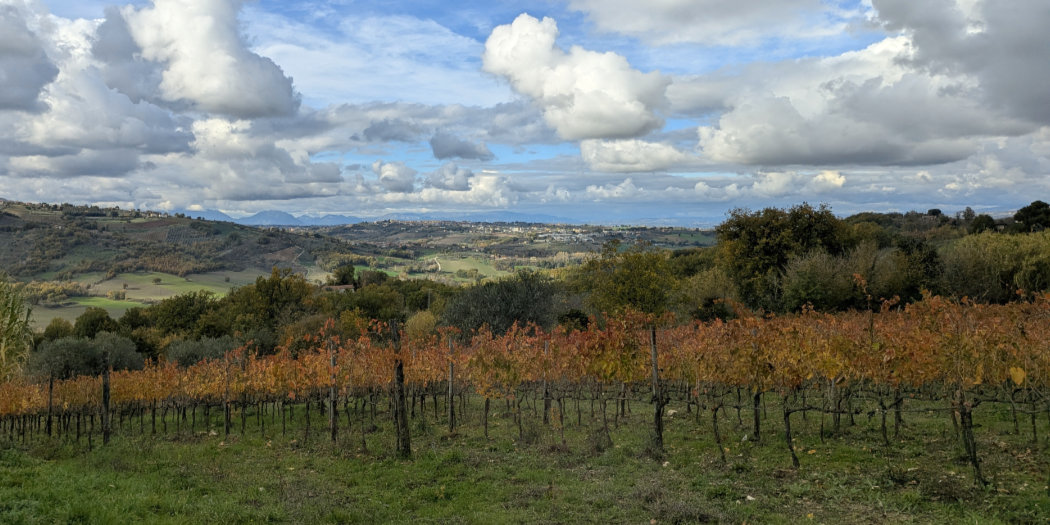 The wines of Campania & Taurasi 2026