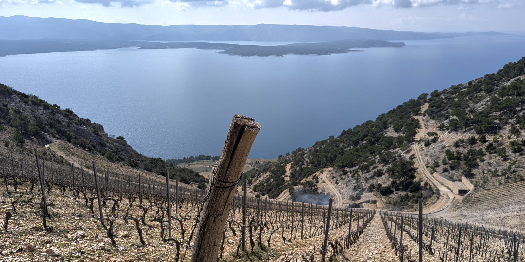 The wines of Dalmacija, Croatia 2026