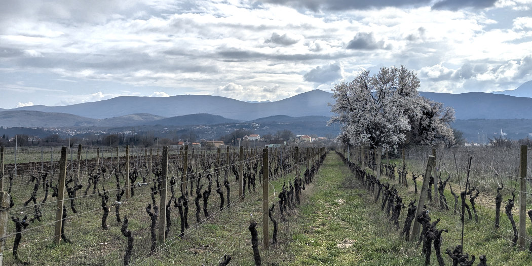 The wines of Croatia 2026