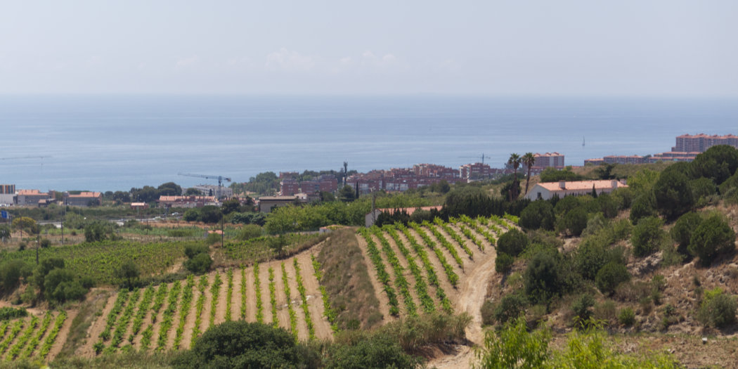 The un-Cava, Cava