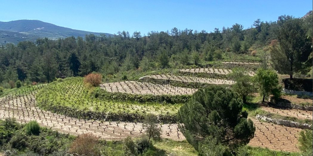 LionSpirit & Cypriot wines